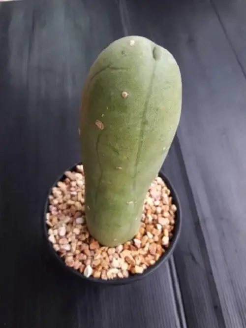 amazing Plants That Look Like Human Body Parts