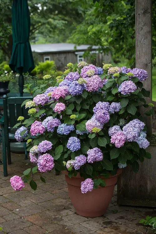 Types of Purple Hydrangea Varieties