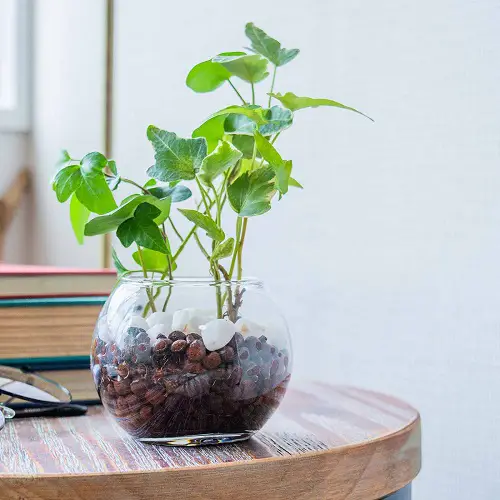Water-Only Tropical Plants