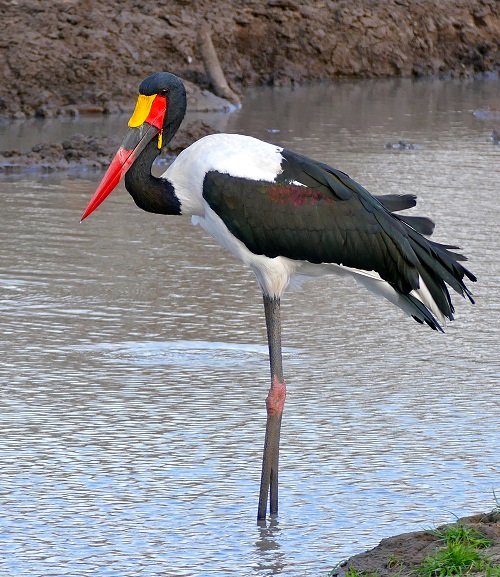 Repulsive Birds on Earth