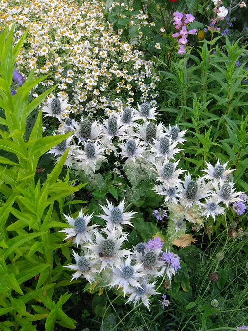 top Best Silver Flowers that Look So Beautiful