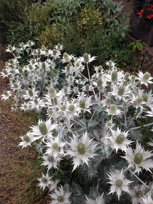 top Best Silver Flowers that Look So Beautiful