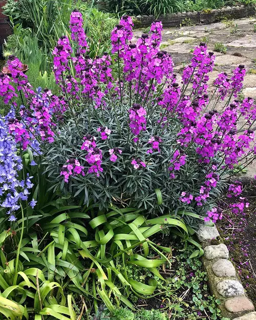 top Best Scented Purple Flowers