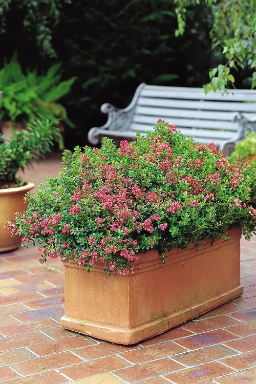 lovely Beautiful Flowers for Hedges