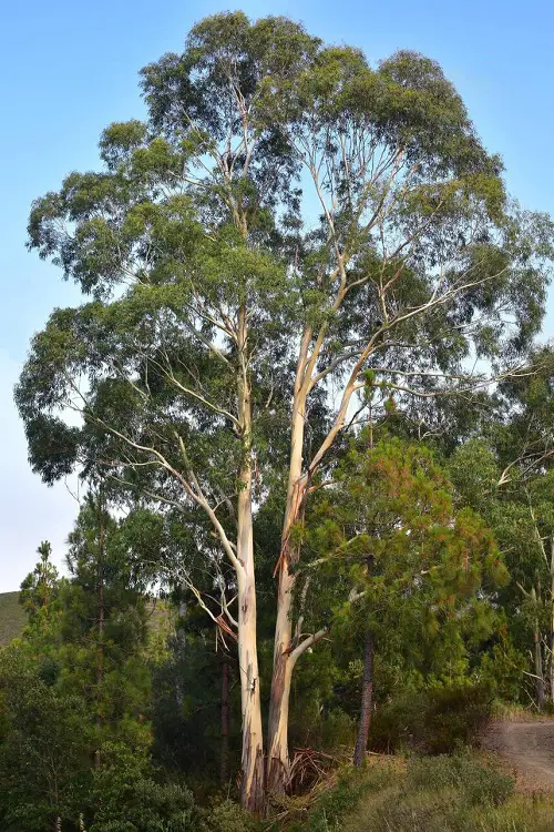 Best Fragrant Trees