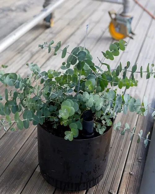 Top Plants to Keep Mosquitoes Away 
