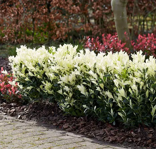 Magnificent Flowers to Put on Hedges