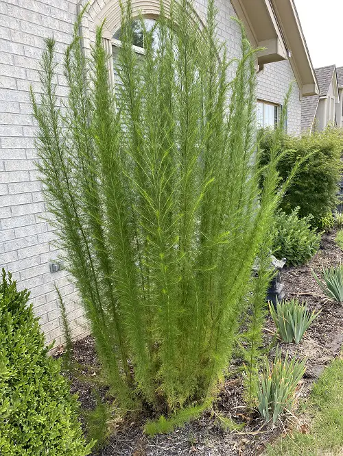 Weeds That Look Like Dill