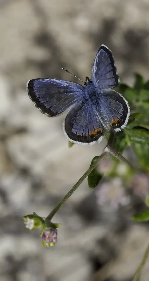 beautiful Black and Blue Butterflies in leaf