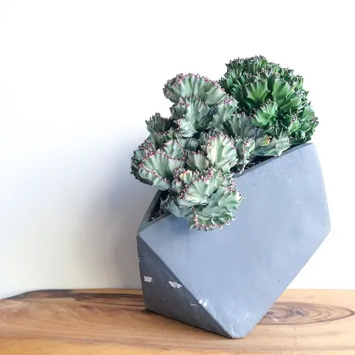 top best Plants With Human-Looking Body Parts