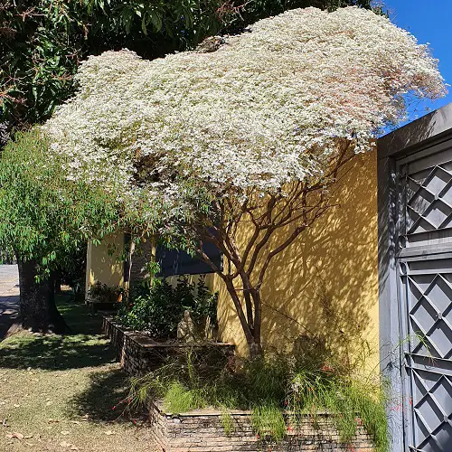 Shrubs and Bushes with Tiny Scented White Flowers in garden