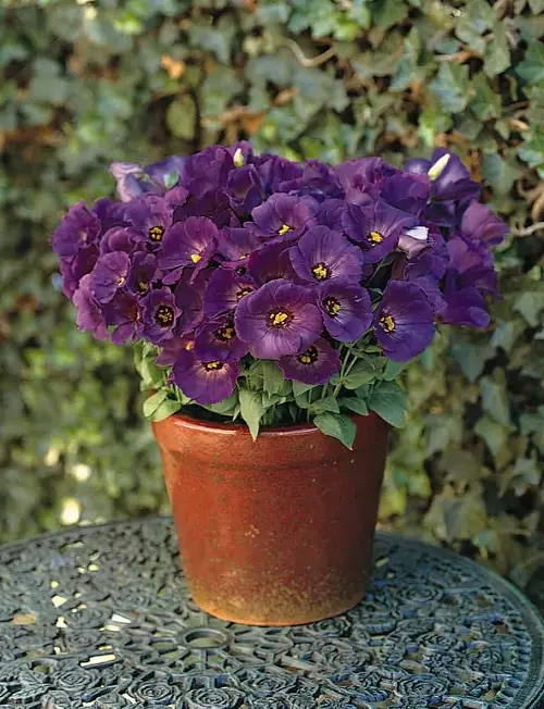amazing Beautiful Purple Flowers With Yellow Center