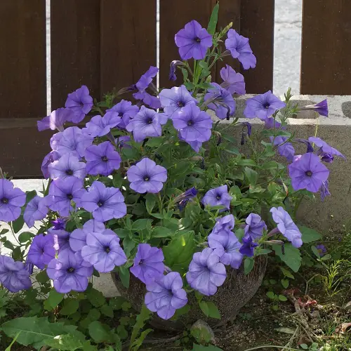 Fragrant Purple Flowers in yard