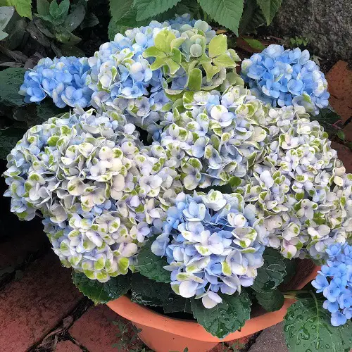 top Best Types of Purple Hydrangea Varieties 