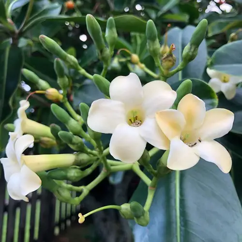 lovely Gorgeous Fragrant White Flowers