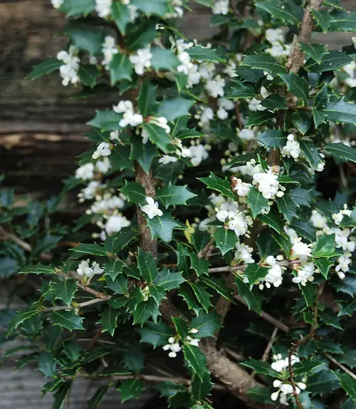 The Most Magnificent Flowers for Hedges