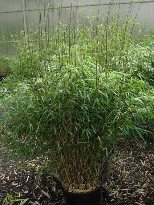 Bamboos to Grow in Containers and Gardens