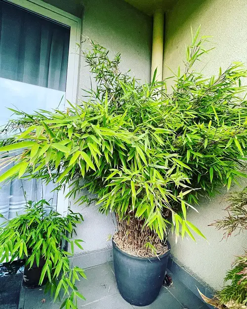 Bamboos to Grow in Containers near home