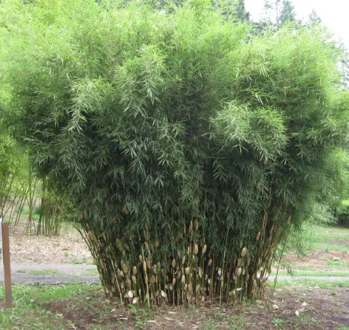 Bamboos to Grow in Containers and Gardens