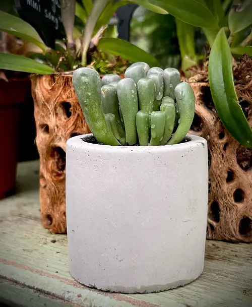 beautiful Plants That Look Like Human Body Parts 5