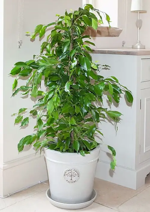 Best Ficus Benjamina Varieties 