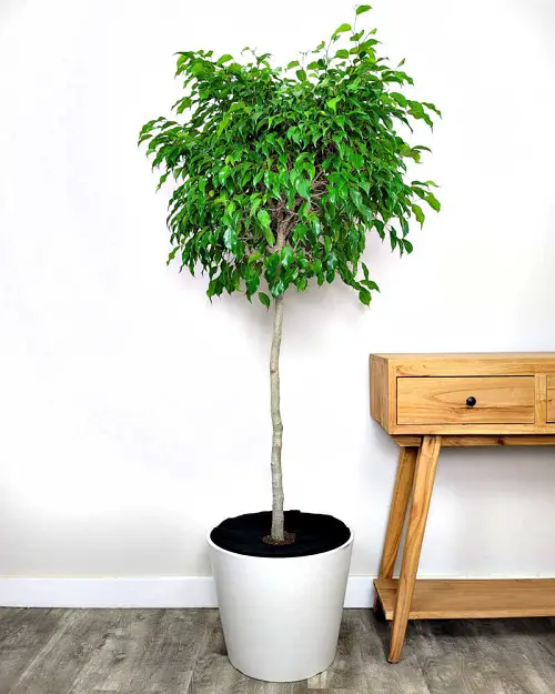ficus benjamina varieties indoor