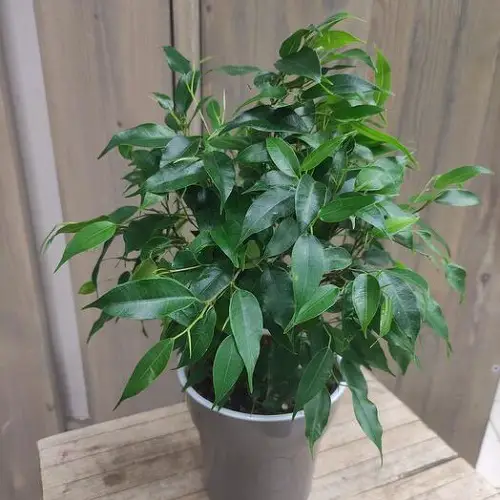 Best Ficus Benjamina Varieties in pot