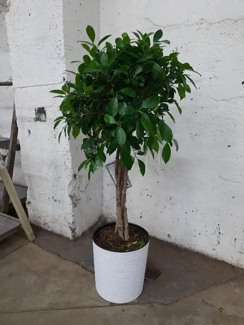 The Best Varieties of Ficus Benjamina to Grow