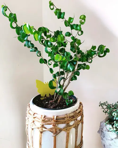 Outstanding Ficus Benjamina Varieties for Growing