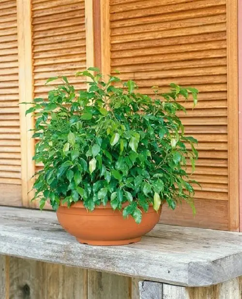 Best Ficus Benjamina Varieties 