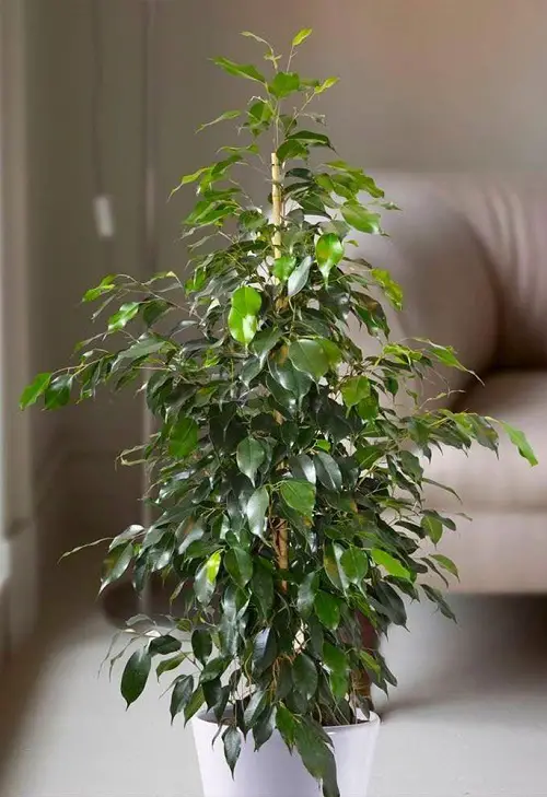 Ficus Benjamina Varieties You Can Grow