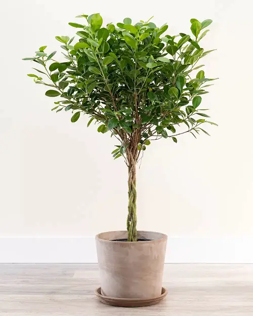 amazing The Best Varieties of Ficus Benjamina to Grow