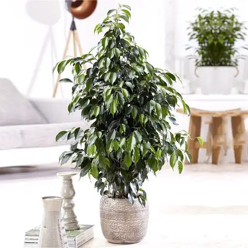 Best Ficus Benjamina Varieties 