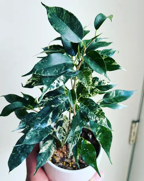 The Most Successful Varieties of Ficus Benjamina to Grow