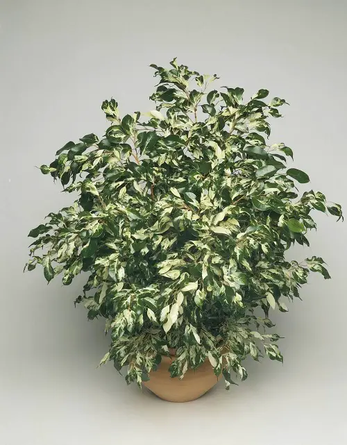 Best Ficus Benjamina Varieties 