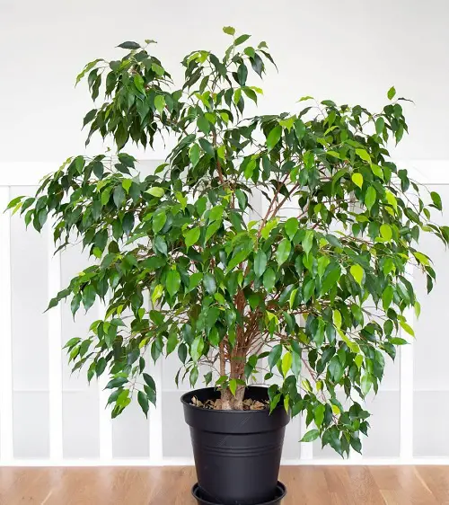beautiful Outstanding Ficus Benjamina Varieties for Growing