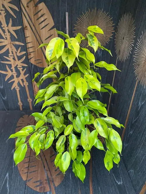 best Varieties of Ficus Benjamina That You Can Grow