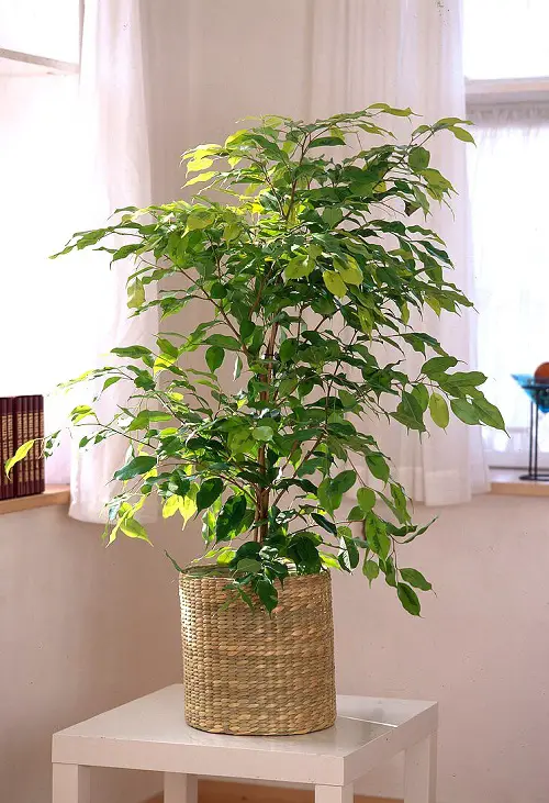 ficus benjamina varieties 