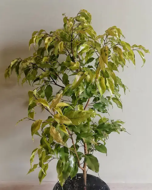 Best Ficus Benjamina Varieties 