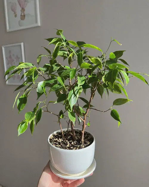 best Outstanding Ficus Benjamina Varieties for Growing