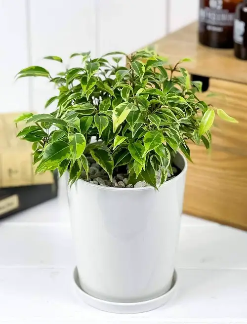 Top Varieties of Ficus Benjamina That You Can Grow in pot