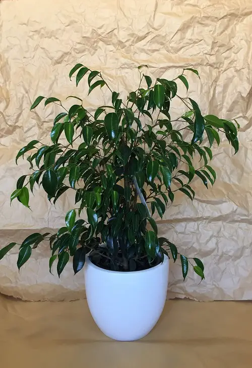 Successful Varieties of Ficus Benjamina to Grow