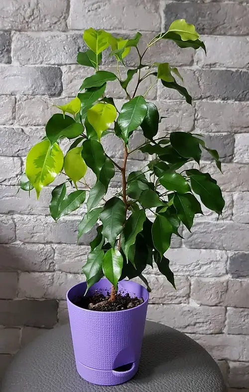 Ficus Benjamina Varieties for Growing