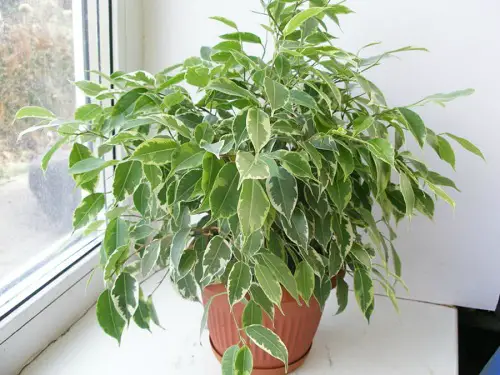 Top Ficus Benjamina Varieties That Are Growable