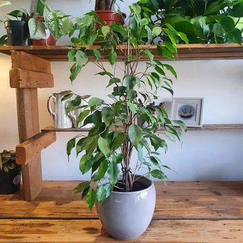 amazing Top Varieties of Ficus Benjamina That You Can Grow