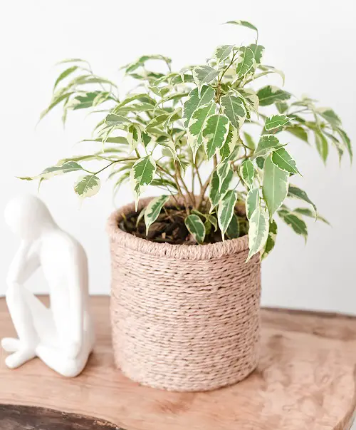 top Best Ficus Benjamina Varieties 