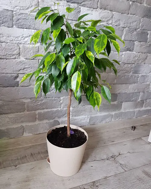 Top Varieties of Ficus Benjamina That You Can Grow