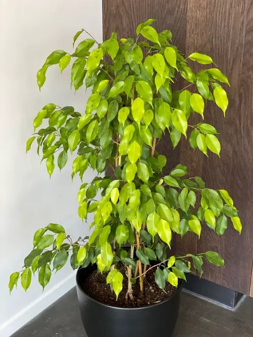 Best Ficus Benjamina Varieties You Can Grow