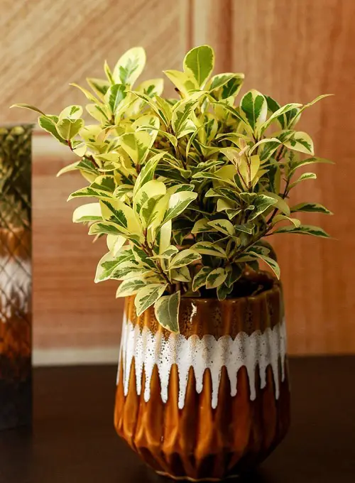 Varieties of Ficus Benjamina to Grow