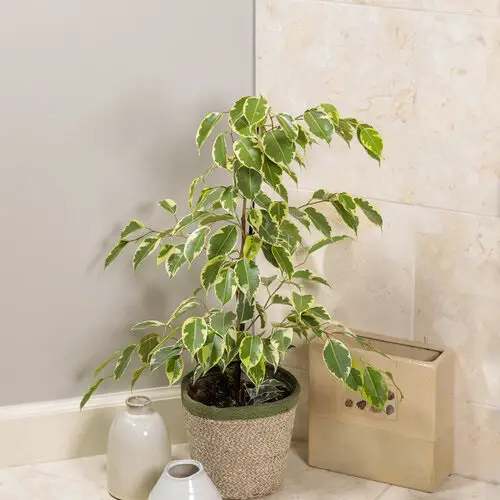 Best Ficus Benjamina Varieties indoor